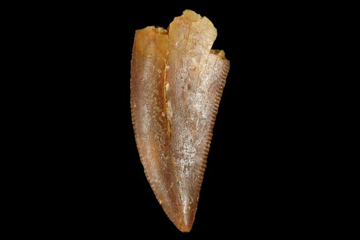 Serrated, Raptor Tooth - Real Dinosaur Tooth #178476